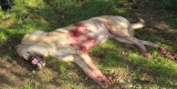 Sokak köpeği av tüfeğiyle vurularak öldürüldü, 1 kişi gözaltına alındı