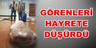 Akdeniz'de balıkçıların ağına canavar takıldı
