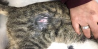 Kediyi havalı tüfekle vurdular