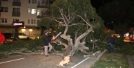 Şiddetli rüzgar ağaçları kökünden söktü