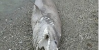 Alanya'da köpek balığı paniği