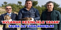 Tedavisi tamamlanan 2 şahin doğaya bırakıldı