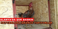 Alanya'da evde horoz dövüşüne suçüstü