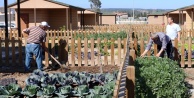 Büyükşehirin Hobi Bahçesinde emekliler ilk hasadı yaptı
