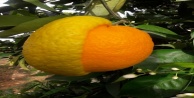 Yarısı limon, yarısı portakal meyve hayrete düşürdü