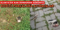 Alanya’da kedi vahşeti