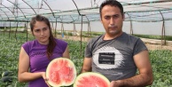 Seralarda karpuz bereketi