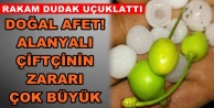 Çiftçinin dolu sonrası zararı belli oldu!