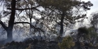 Orman yangını seralara sıçramadan söndürüldü