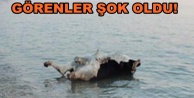 Sahile boğa ölüsü vurdu