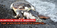 Alanya'da sahile caretta caretta vurdu