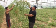 Serada 50 dereceyi gören çiftçi domates sezonunu erken kapattı