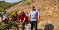 Alanyalı çiftçiler tropik meyvelere yöneldi