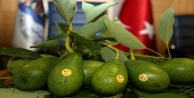 Alanya Avokadosu şifa saçıyor
