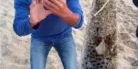 Alanya sahilinde balon balığı paniği