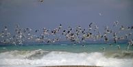 Sahili martılar istila etti