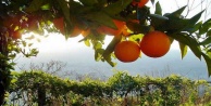 Alanya’da narenciye devri kapandı avokado devri başladı