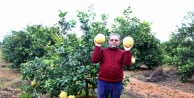 Yetiştirdiği meyveyle görenleri şaşırtıyor