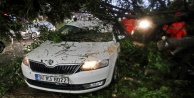 Köklenen ağaçlar seyir halindeki otomobillerin üzerine devrildi!