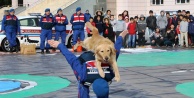 Özel eğitimli jandarma köpeklerinden nefes kesen gösteri