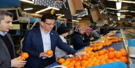 AK Partili Uslu'dan portakal üreticilerine müjde