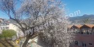 Alanya'da yazın habercisi bademler çiçek açtı