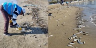 Alanya’da sahile vuran balıkların ölüm nedeni belli oldu!
