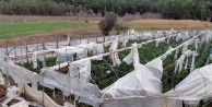 Fırtınada 500 dönüm sera zarar gördü