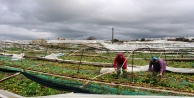 Hortumun vurduğu seralarda servet yatıyor
