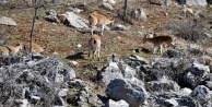 Yaban keçileri halkla iç içe yaşıyor
