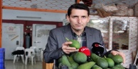 Alanyalı avokadocular genel kurula hazırlanıyor