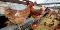 Alanyalı üreticiden ''Yumurtacı Tavuk Projesi'ne yoğun ilgi