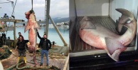 Bu seferki nasipleri dev köpek balığı oldu