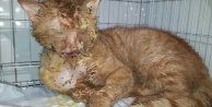 Canilerin asitle yaktığı kedi hayata tutundu!