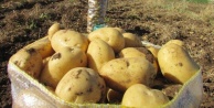 Tezgahlar ithal patatesle dolacak