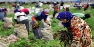 TÜİK mevsimlik kadın işçilerin ücretlerini açıkladı