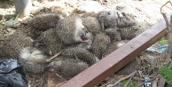 25 adet Kirpi ölüsü bulundu