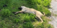 Alanya'da caniler bir köpeği daha katletti