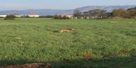 Kaçan kurt vatandaşlar tarafından görüntülendi