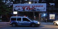 Polis hayvanat bahçesinden kaçan kurtu arıyor