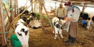 Yavrulayan inekleri ölen çiftçi çaresiz kaldı