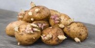 Filizlenen patates öldürebilir