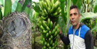 Muz hasatına kuş yuvası molası