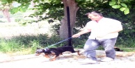 Sahipsiz doberman yavrusu barınağa teslim edildi
