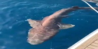 2 metre boyunda köpek balığı yakalandı