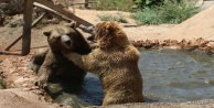 Ayıların sıcak havada havuz keyfi