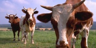 Büyükbaş hayvan fiyatları son 10 yılda yüzde 374 arttı