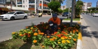 Alanya'ya 200 bin adet yazlık çiçek