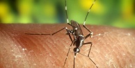 Batı Nil Virüsünün belirtilerini anlamak çok zor