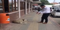 Belediye personelinin nezaketi, sokak köpeğini yerinden etti